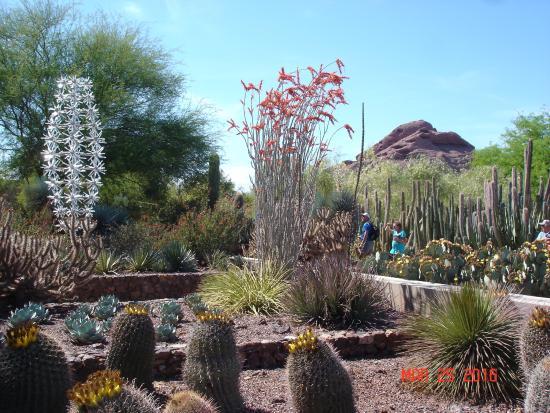 Desert Botanical Garden